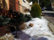V zimních měsících jsou trvalky chráněny sněhovou pokrývkou