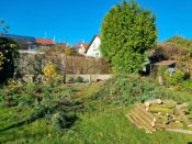 Pokácené cypřišky