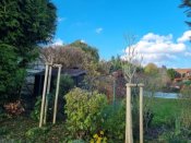 Výsadba stromových ibišků