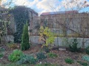 Výsadba vzrostlé túje