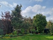 Vysazené trvalky v podrostu jehličnanů