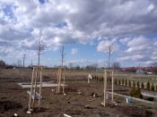 Výsadba vzrostlých stromů